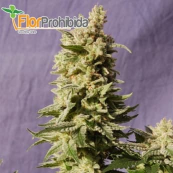 Mataro Blue - Kannabia Seeds - Semillas feminizadas de marihuana.
