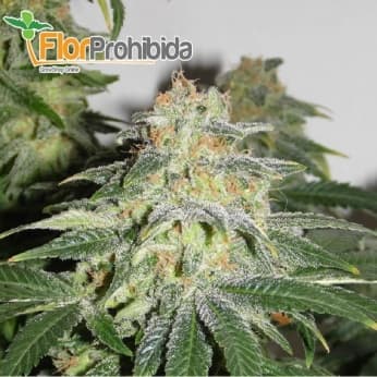 Muñeka Rusa (aKa Russian Doll) de Kannabia Seeds - Semillas feminizadas de marihuana.