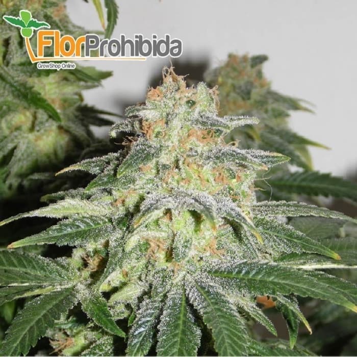Muñeka Rusa (aKa Russian Doll) de Kannabia Seeds - Semillas feminizadas de marihuana.