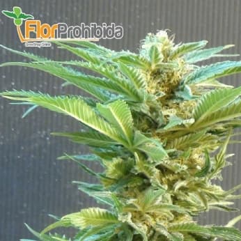 Thai Fantasy de Kannabia Seeds - Semillas de marihuana feminizadas.