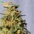 White Domina de Kannabia Seeds - Semillas de marihuana feminizadas.