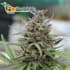 Auto Baby Boom de Kannabia Seeds - Semillas autoflorecientes de marihuana.