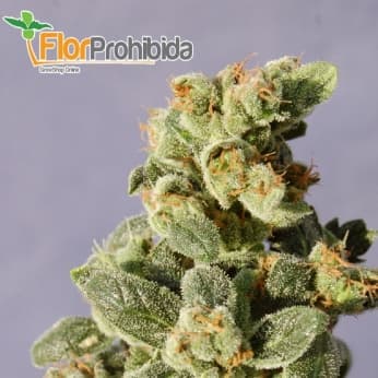 Auto Gnomo de Kannabia Seeds - Semillas feminizadas de marihuana.