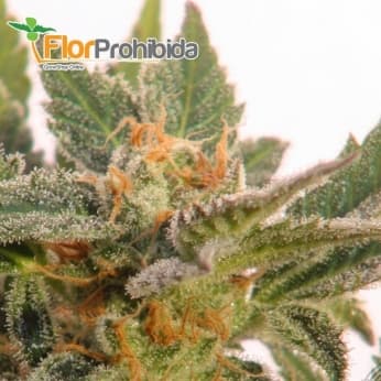 AUTO KRITIC 70 (KANNABIA) SEMILLAS AUTOFLORECIENTES DE MARIHUANA