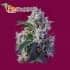 Indigo Berry Kush de Sweet Seeds - Semillas de marihuana.