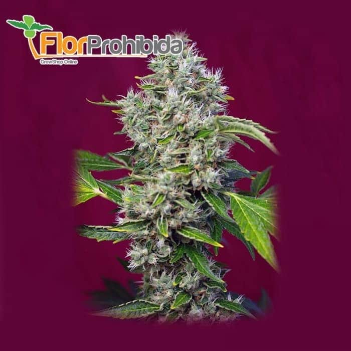 San Fernando Lemon Kush de Sweet Seeds - Semillas feminizadas de marihuana.