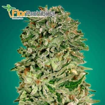 Shark Widow CBD de Advanced Seeds - Semillas de marihuana feminizadas.