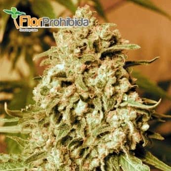 Somango Widow de Advanced Seeds - Semillas de marihuana feminizadas.