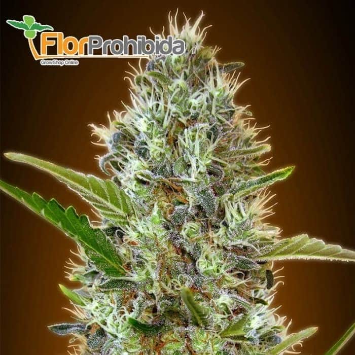 Auto Somango de Advanced Seeds - Semillas de marihuana autoflorecientes feminizadas.