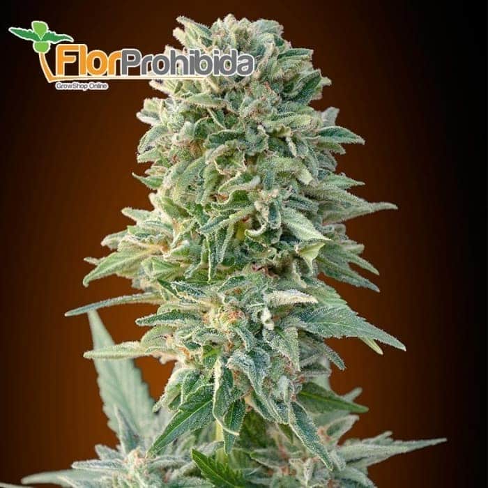 Auto Jack Herer de Advanced Seeds - Semillas de marihuana autoflorecientes feminizadas.