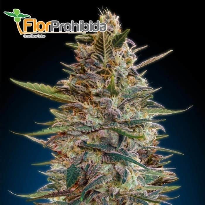 Auto Blue Diesel de Advanced Seeds - Semillas de marihuana autoflorecientes feminizadas.