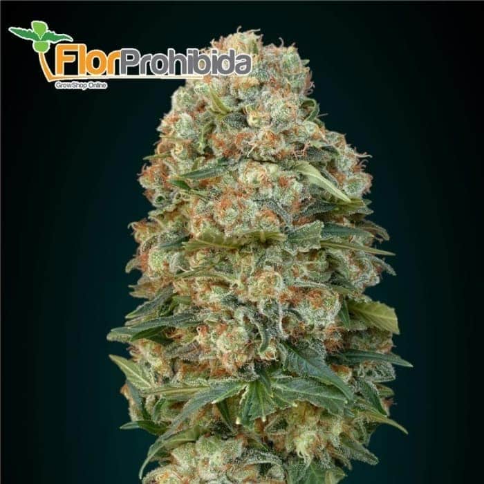 Auto Afghan Skunk de Advanced Seeds - Semillas de marihuana autoflorecientes feminizadas.