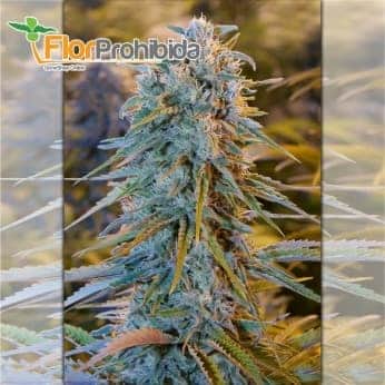 Blue Dream de Humboldt Seeds - Semillas de marihuana feminizadas.