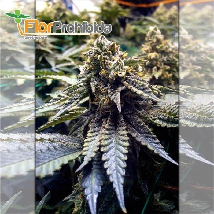Chocolate Mint OG de Humboldt Seeds - Semillas de marihuana feminizadas