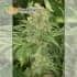 Green Crack de Humboldt Seeds - Semillas feminizadas de marihuana