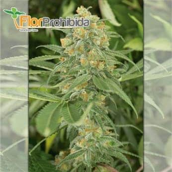 Green Crack de Humboldt Seeds - Semillas feminizadas de marihuana