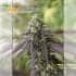 707 Headband de Humboldt Seeds - Semillas de marihuana feminizadas