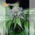 Ewe-2 de Humboldt Seeds - Semillas de marihuana feminizadas