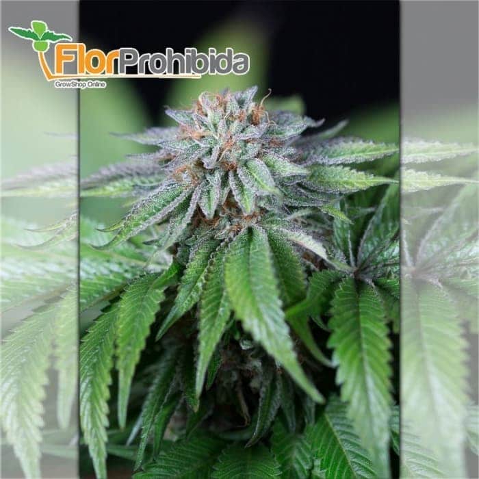 Ewe-2 de Humboldt Seeds - Semillas de marihuana feminizadas