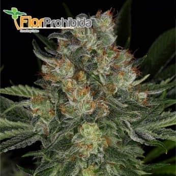 Serious Kush de Serious Seeds - Semillas feminizadas de marihuana