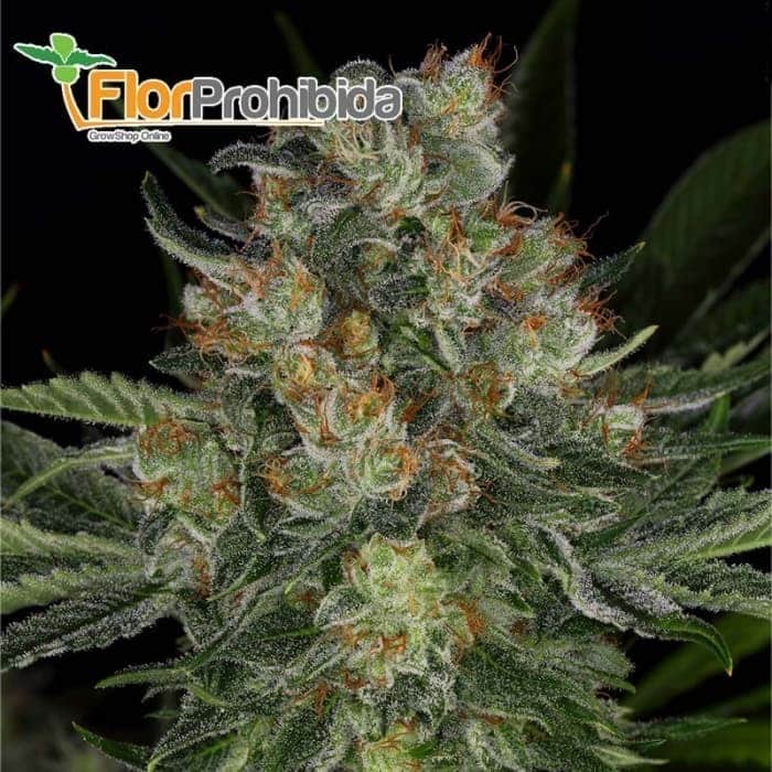 Serious Kush de Serious Seeds - Semillas feminizadas de marihuana