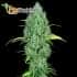 Serious 6 de Serious Seeds - Semillas feminizadas de marihuana