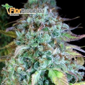 Serious Happiness de Serious Seeds - Semillas feminizadas de marihuana