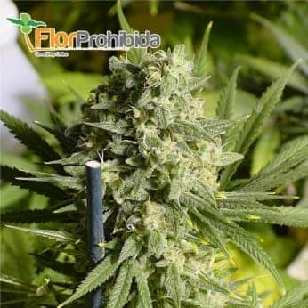 Double Dutch de Serious Seeds - Semillas feminizadas de marihuana