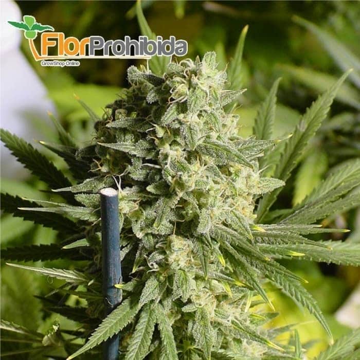 Double Dutch de Serious Seeds - Semillas feminizadas de marihuana