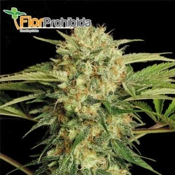 Motavation de Serious Seeds - Semillas feminizadas de marihuana