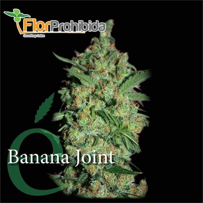 Banana Joint de Elite Seeds - Semillas feminizadas de marihuana