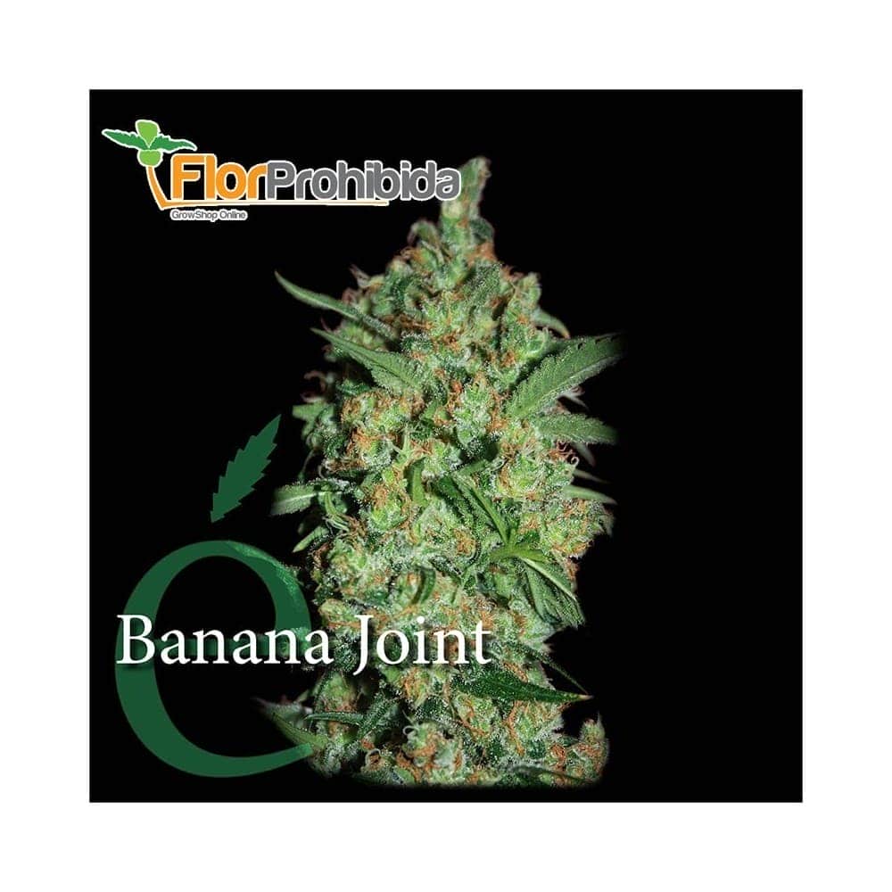 Banana Joint de Elite Seeds - Semillas feminizadas de marihuana