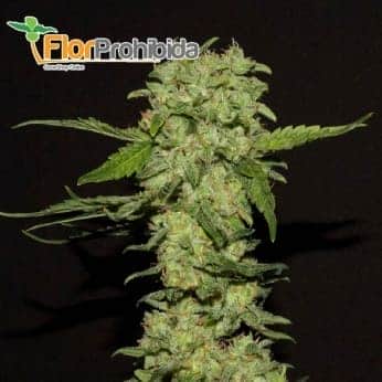 Portela de R-Kiem Seeds - Semillas feminizadas de marihuana.