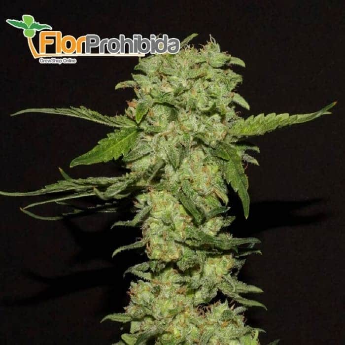 Portela de R-Kiem Seeds - Semillas feminizadas de marihuana.