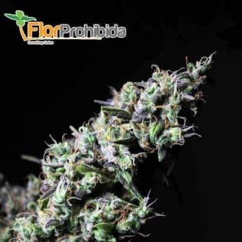 Icer de R-Kiem Seeds - Semillas feminizadas de marihuana.