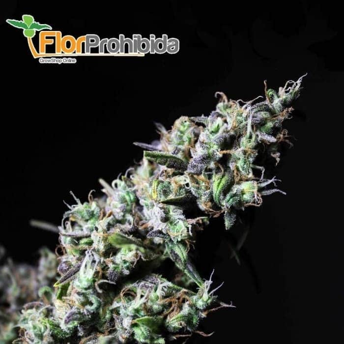 Icer de R-Kiem Seeds - Semillas feminizadas de marihuana.