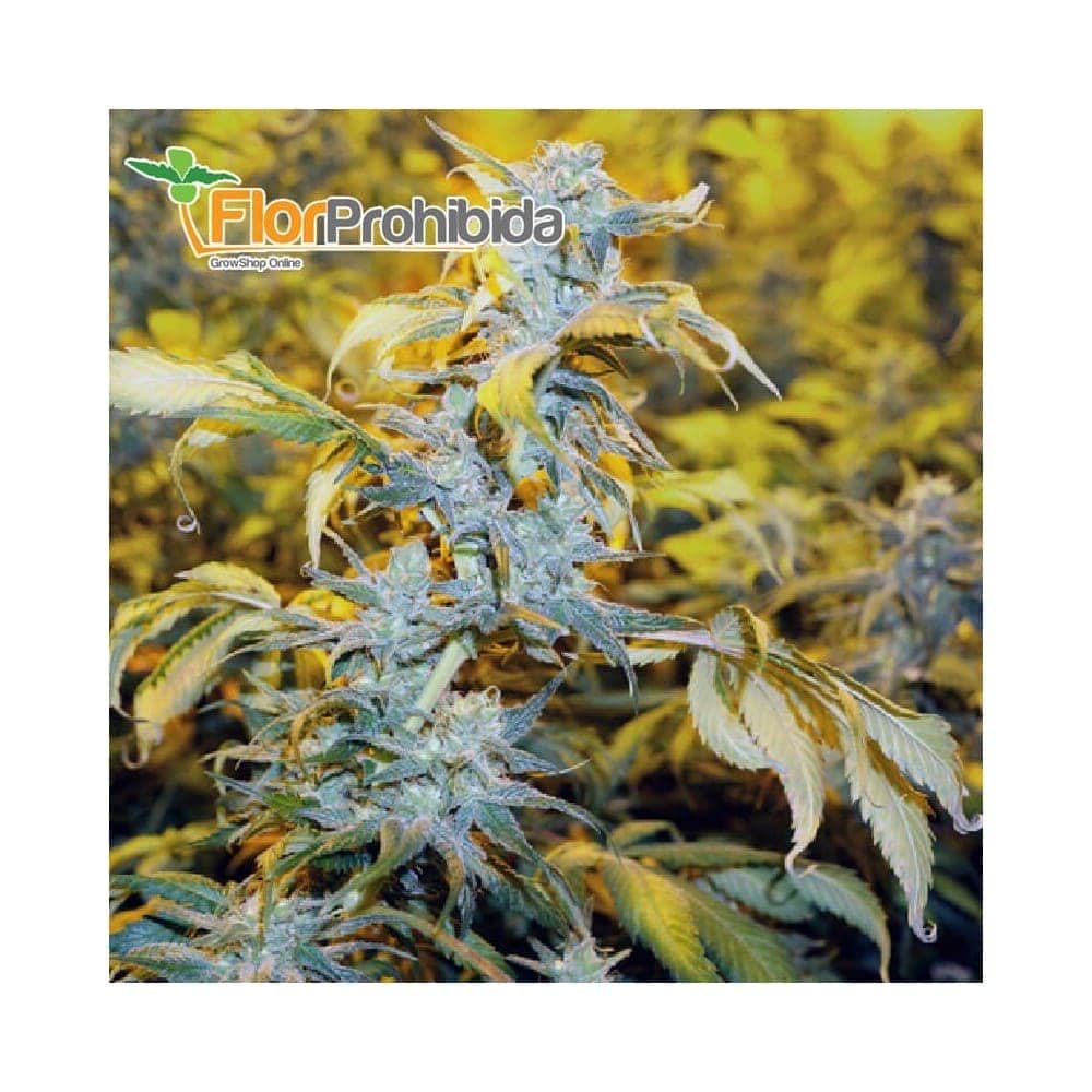 Chemdawg#4 de Blimburn Seeds - Semillas de marihuana feminizadas.