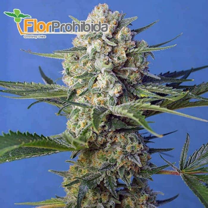Crystal Candy F1 Fast Version de Sweet Seeds - Semillas feminizadas de marihuana.