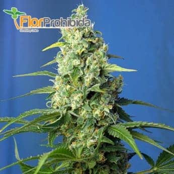 Honey Peach Auto CBD - Semillas de marihuana autoflorecientes.