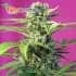 Chem Beyond Diesel CBD (Sweet Seeds) - Semillas feminizadas de marihuana.