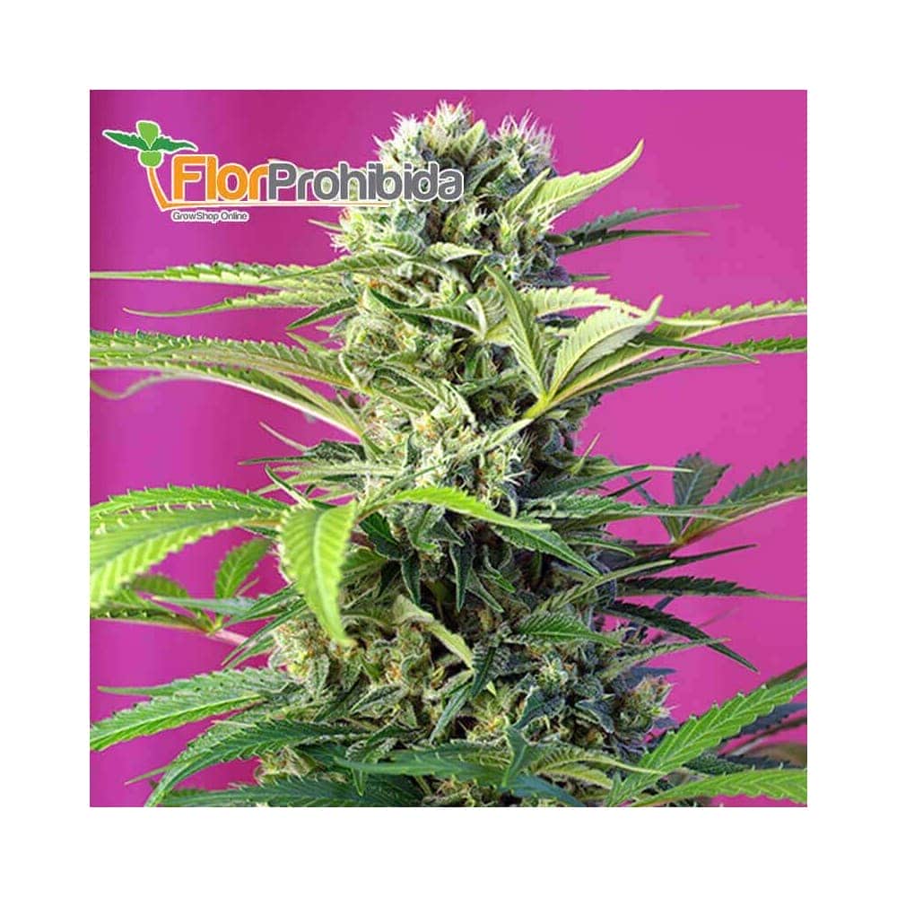 Chem Beyond Diesel CBD (Sweet Seeds) - Semillas feminizadas de marihuana.
