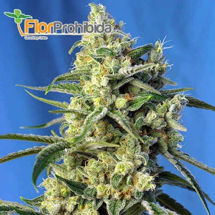 Sweet Amnesia Haze de Sweet Seeds - Semillas feminizadas de marihuana.