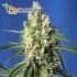 Green Poison CBD de Sweet Seeds - Semillas feminizadas de marihuana.