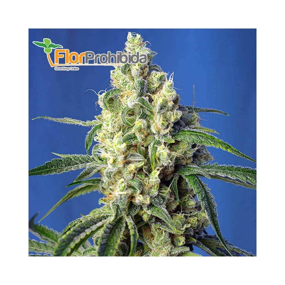 Green Poison CBD de Sweet Seeds - Semillas feminizadas de marihuana.