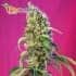 Black Jack CBD de Sweet Seeds - Semillas feminizadas de marihuana.