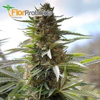 Over Dawg de Medical Seeds - Semillas de marihuana feminizadas.