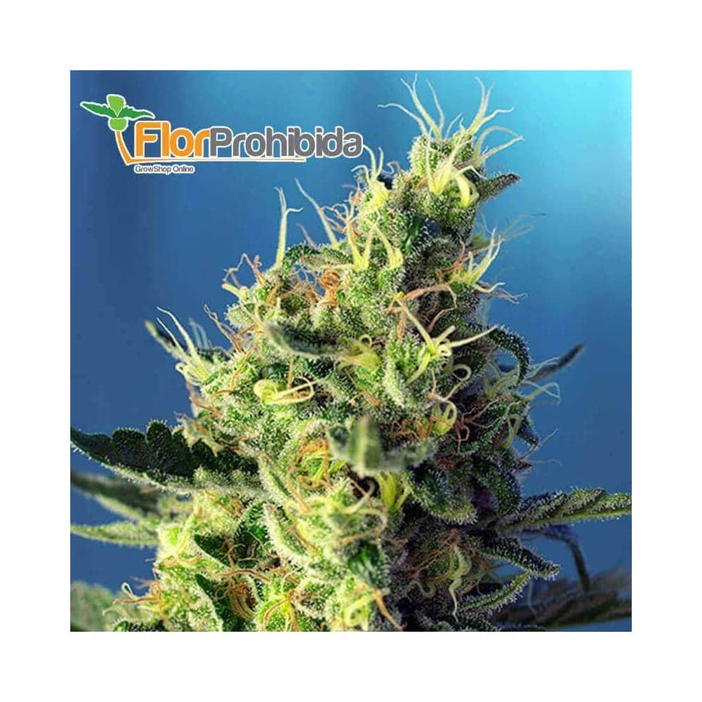Sweet Pure CBD de Sweet Seeds - Semillas feminizadas de marihuana medicinal.
