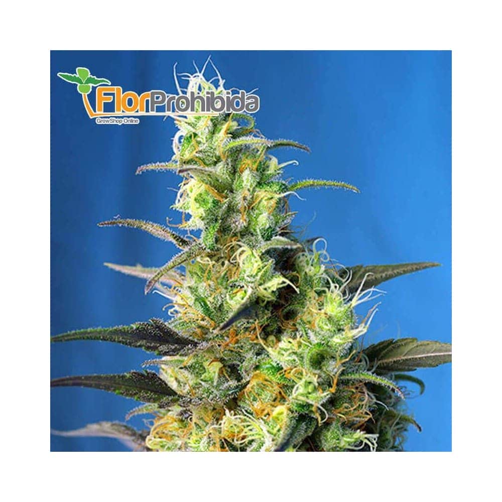 Ice Cool CBD de Sweet Seeds - Semillas de marihuana feminizadas.