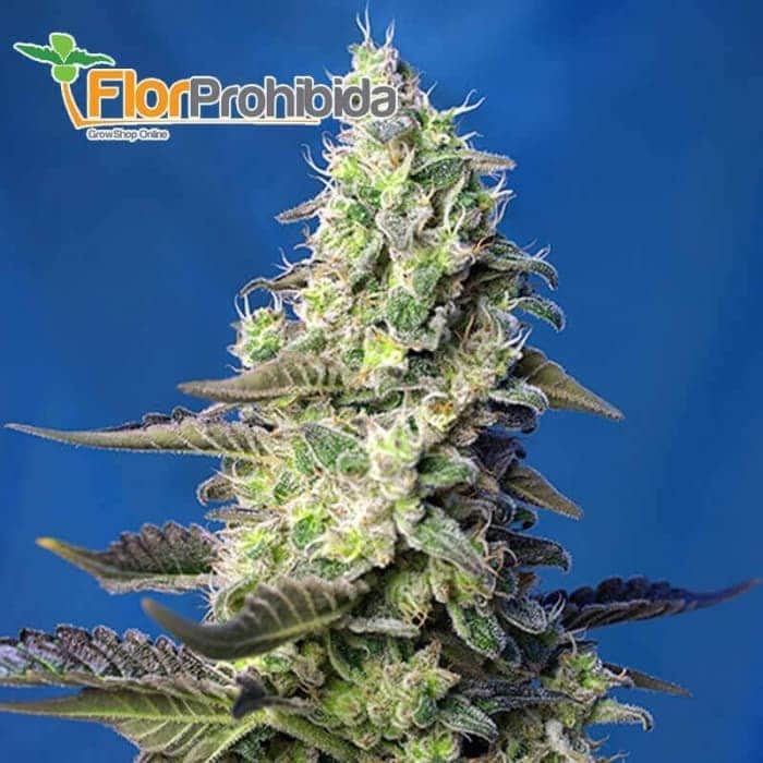 Green Poison XL Auto de Sweet Seeds - Semillas de marihuana autoflorecientes.
