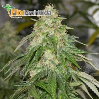 Soma Sweet de Medical Seeds - Semillas de marihuana feminizadas.